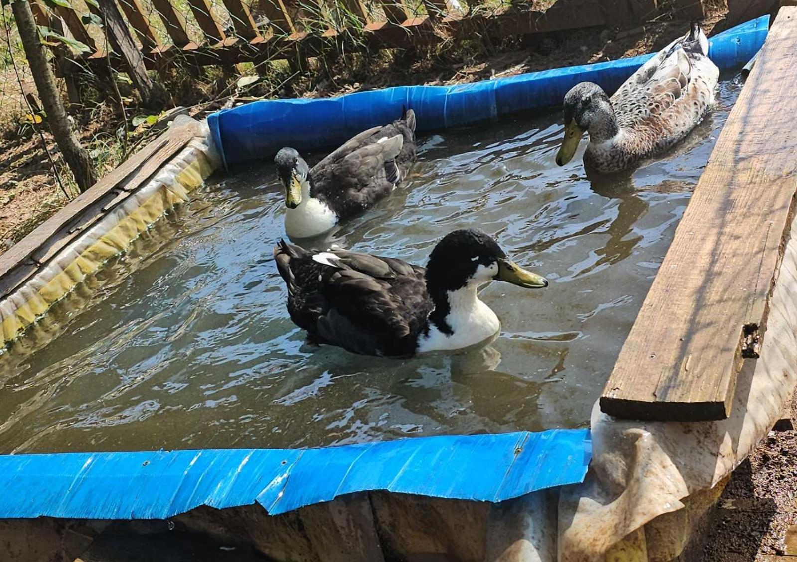 Konaci Oceva Zemlja Bungalovi Konaci Oceva Zemlja Vikendica Mojkovac Dış mekan fotoğraf